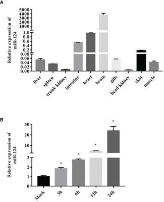 MicroRNA-124 Promotes Singapore Grouper Iridovirus Replication and Negatively Regulates Innate Immune Response